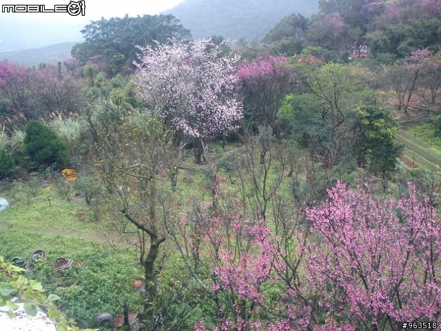 2012.2.27第一次在北部騎車:巴拉卡賞櫻+上助航站