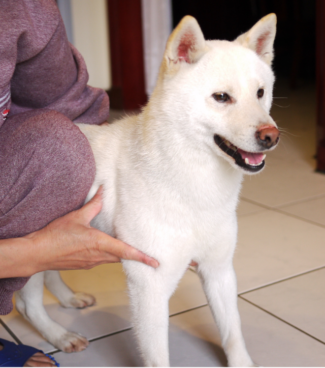 尋找失主!圓山捷運站附近撿到白色柴犬