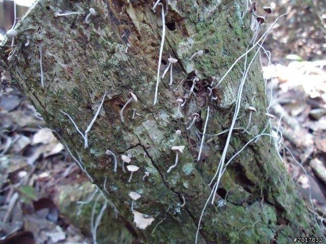 2012-3-18谷關七雄--屋我尾山