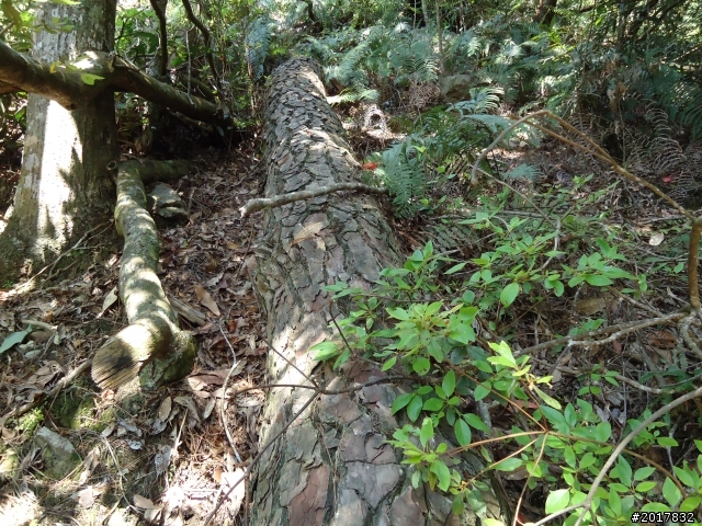 2012-3-18谷關七雄--屋我尾山
