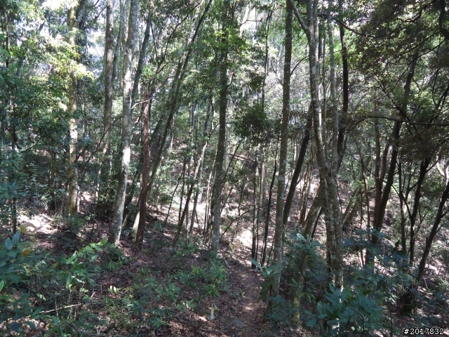 2012-3-18谷關七雄--屋我尾山