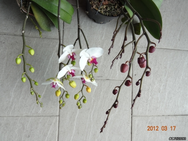 蝴蝶蘭開花抽梗的問題請教