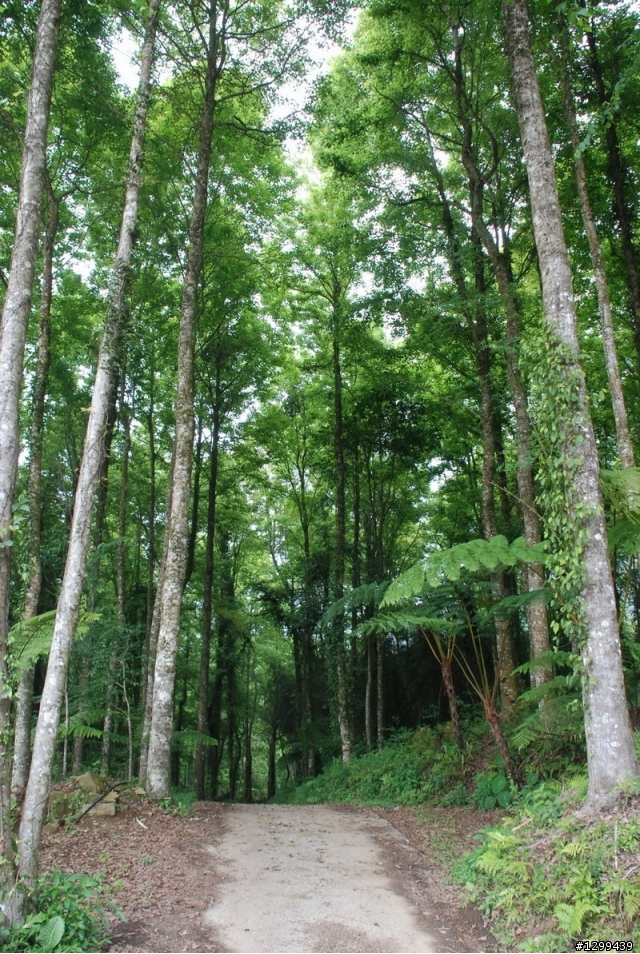 駕著SUV走訪阿里山櫻花季~~