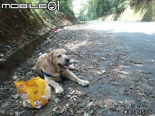 鄰近新北市幸福高爾夫球場路旁的大型犬(疑似棄養)