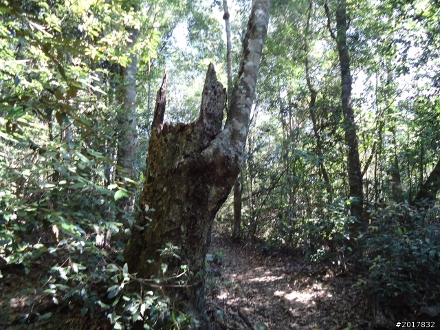 2012-3-18谷關七雄--屋我尾山