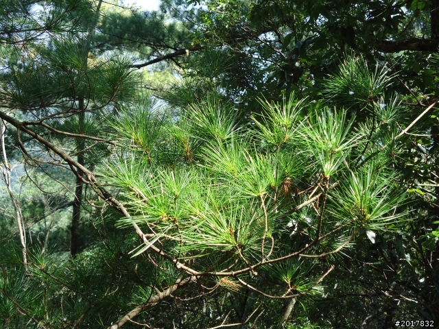 2012-3-18谷關七雄--屋我尾山