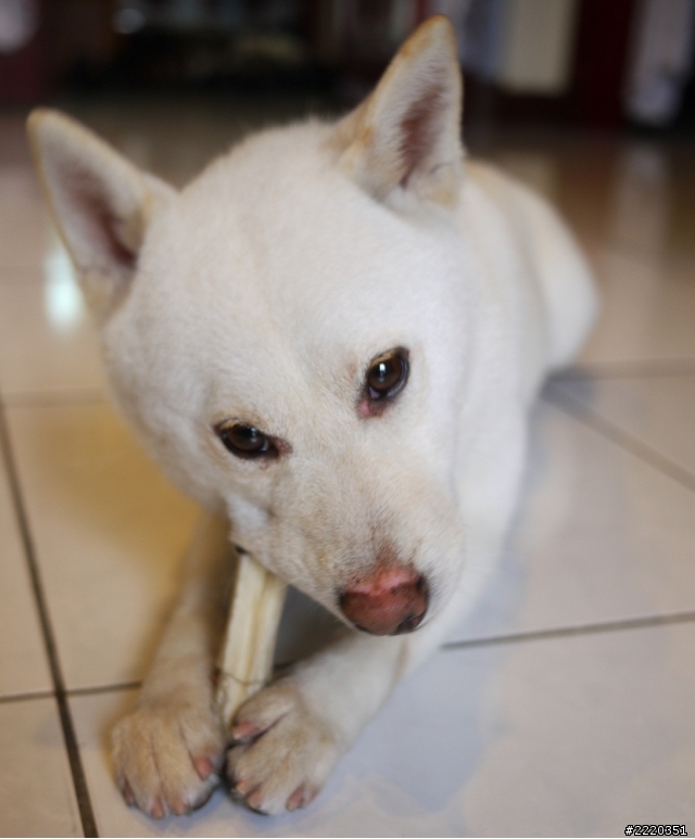 尋找失主!圓山捷運站附近撿到白色柴犬