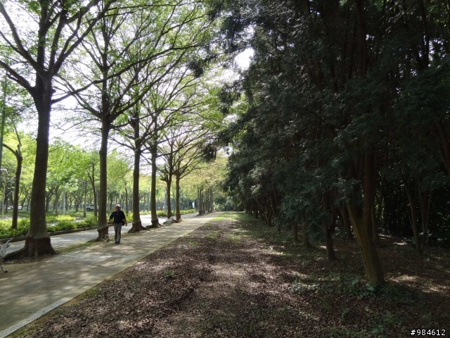 嘉義。古坑。台三線綠色隧道追風去,集集。二水。攔河堰鐵道火車鬥陣行