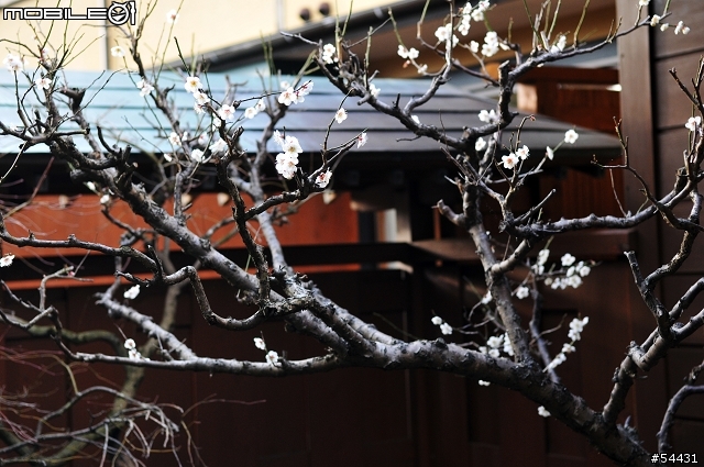 千葉縣-南房總-和風溫泉旅館:綠水亭(圖多)