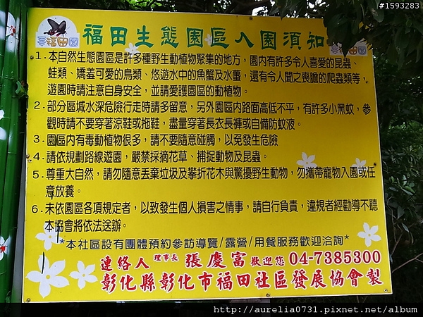 ♥走走逛逛♥ 2012油桐花季之彰化福田賞桐生態園區賞桐趣