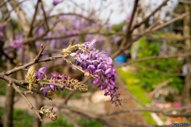 迷情紫色隧道。紫藤咖啡園 - Purplevine