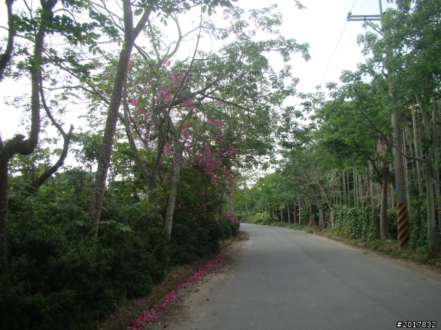 2012-4-12台南白河蓮花之鄉到處晃