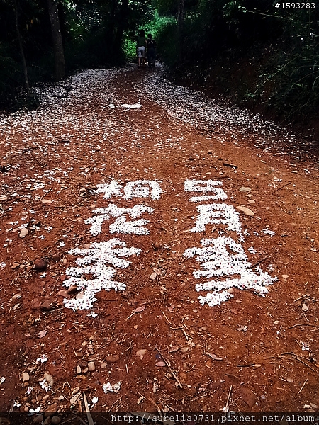 ♥走走逛逛♥ 2012油桐花季之彰化福田賞桐生態園區賞桐趣