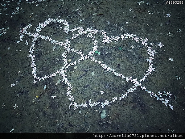 ♥走走逛逛♥ 2012油桐花季之彰化福田賞桐生態園區賞桐趣