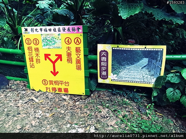 ♥走走逛逛♥ 2012油桐花季之彰化福田賞桐生態園區賞桐趣