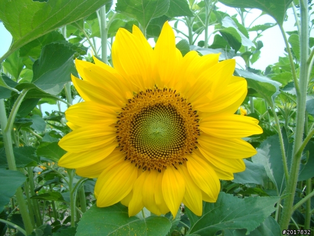 2012-4-12台南白河蓮花之鄉到處晃