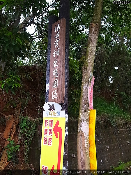 ♥走走逛逛♥ 2012油桐花季之彰化福田賞桐生態園區賞桐趣