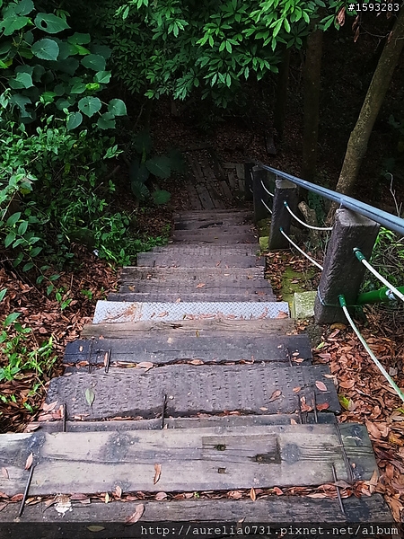 ♥走走逛逛♥ 2012油桐花季之彰化福田賞桐生態園區賞桐趣