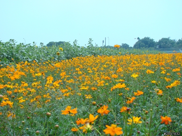 2012-4-12台南白河蓮花之鄉到處晃