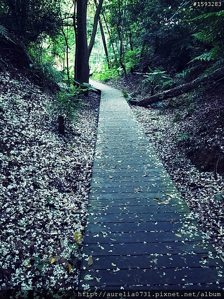 ♥走走逛逛♥ 2012油桐花季之彰化福田賞桐生態園區賞桐趣