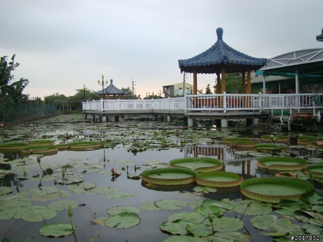 2012-4-12台南白河蓮花之鄉到處晃