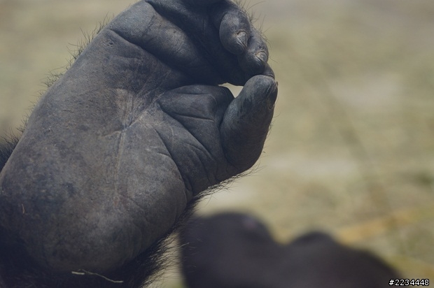 帶了A77+70300去動物園,有點誇張,但非常開心!!