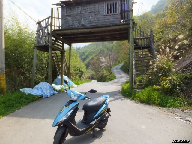 司馬庫斯+鎮西堡+水田道路<六曲窩道路>超級一日行