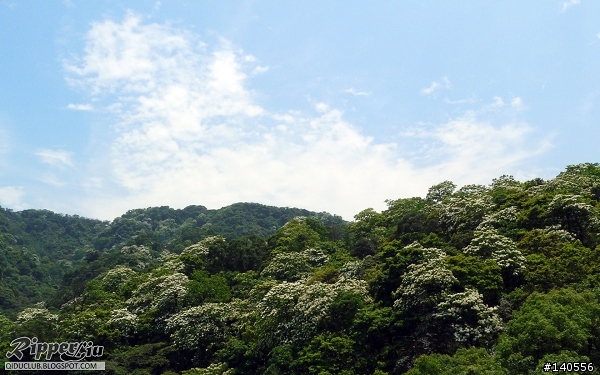 遊記│土城桐花公園,鐵腿賞花...