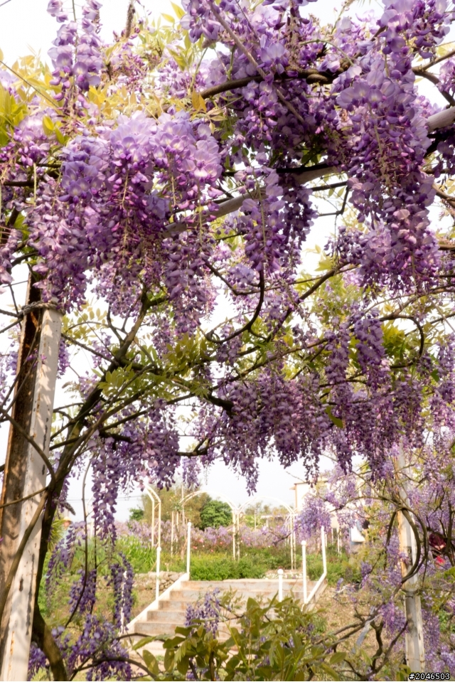 迷情紫色隧道。紫藤咖啡園 - Purplevine