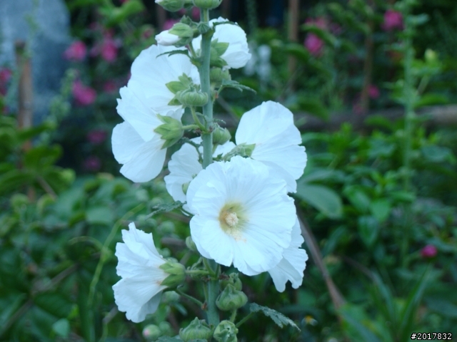 2012-4-12台南白河蓮花之鄉到處晃