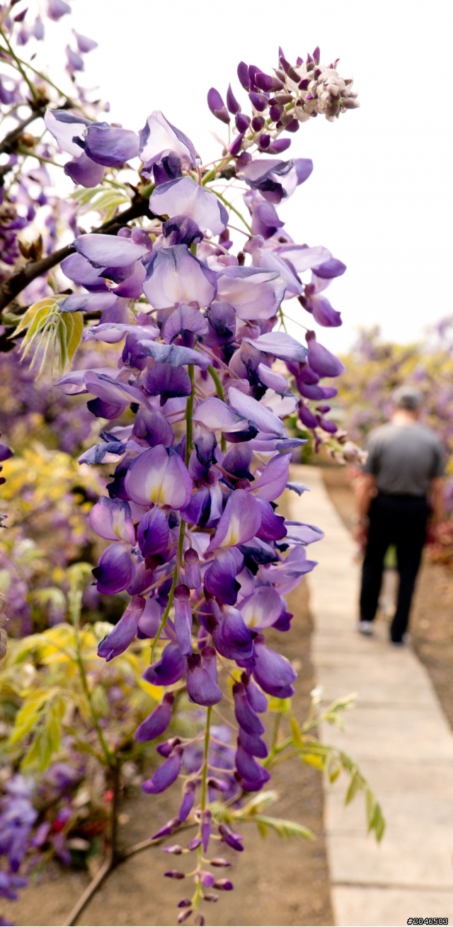 迷情紫色隧道。紫藤咖啡園 - Purplevine