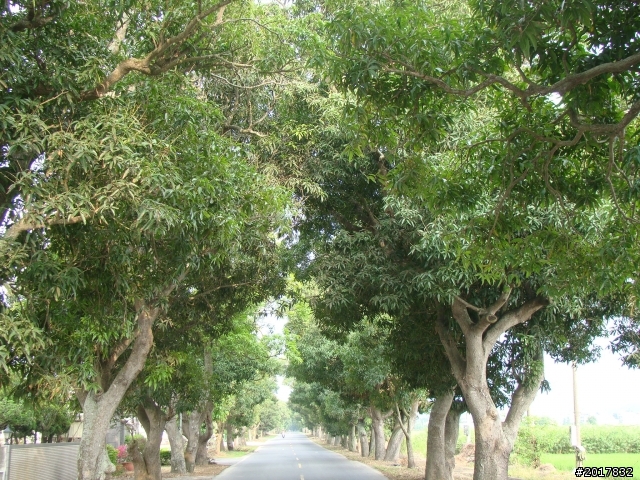 2012-4-12台南白河蓮花之鄉到處晃