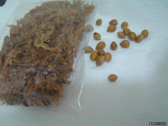 嘗試用種子種植---聽說3~4個月後,種子就會發芽! (平地櫻花種子)