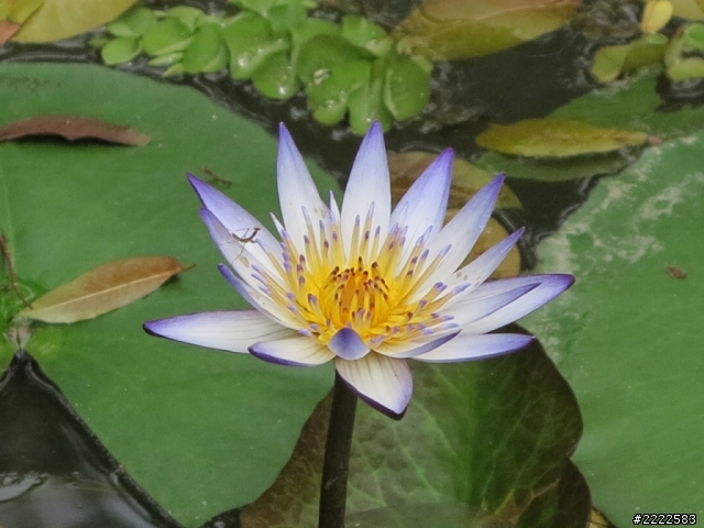 Canon G1X 數位變焦與手持夜拍