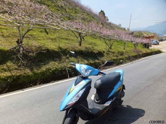 司馬庫斯+鎮西堡+水田道路<六曲窩道路>超級一日行