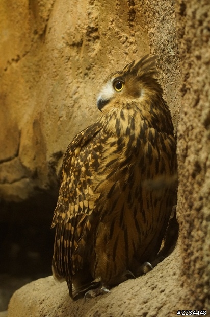 帶了A77+70300去動物園,有點誇張,但非常開心!!