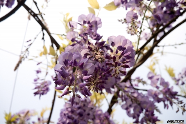 迷情紫色隧道。紫藤咖啡園 - Purplevine