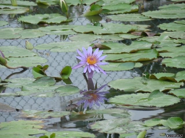 2012-4-12台南白河蓮花之鄉到處晃