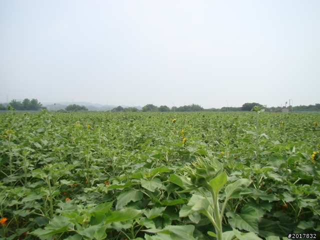 2012-4-12台南白河蓮花之鄉到處晃