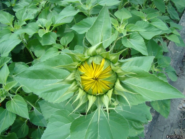 2012-4-12台南白河蓮花之鄉到處晃
