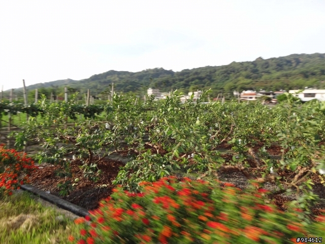 嘉義。古坑。台三線綠色隧道追風去,集集。二水。攔河堰鐵道火車鬥陣行