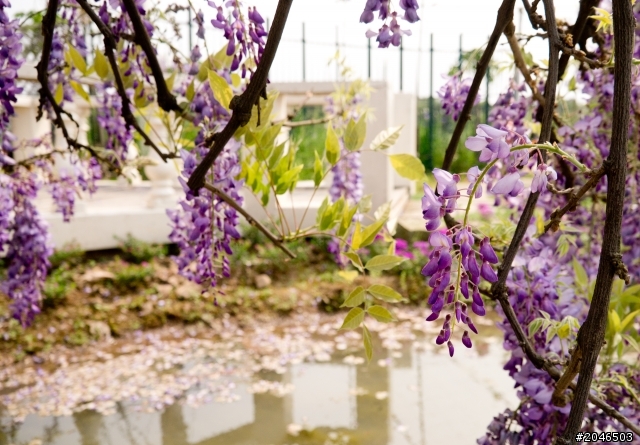 迷情紫色隧道。紫藤咖啡園 - Purplevine