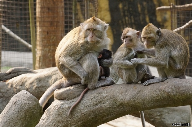 帶了A77+70300去動物園,有點誇張,但非常開心!!