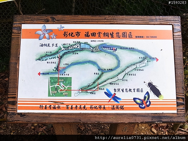 ♥走走逛逛♥ 2012油桐花季之彰化福田賞桐生態園區賞桐趣