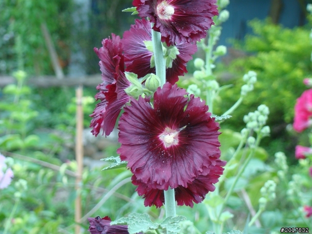 2012-4-12台南白河蓮花之鄉到處晃