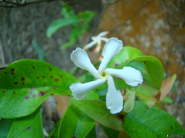 2012-4-12台南白河蓮花之鄉到處晃