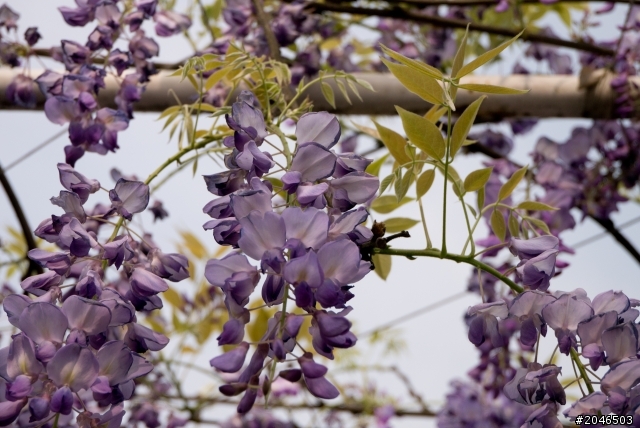 迷情紫色隧道。紫藤咖啡園 - Purplevine