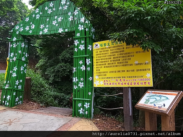 ♥走走逛逛♥ 2012油桐花季之彰化福田賞桐生態園區賞桐趣