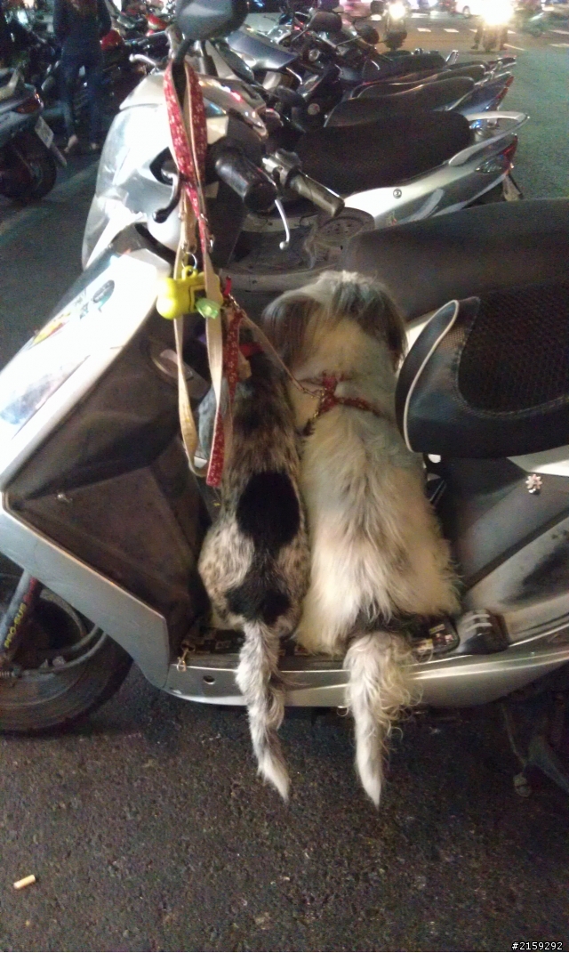 尋找 優質寵物自行車...拜求