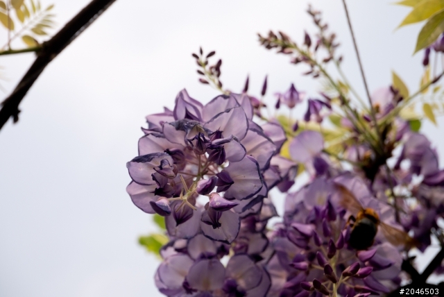 迷情紫色隧道。紫藤咖啡園 - Purplevine